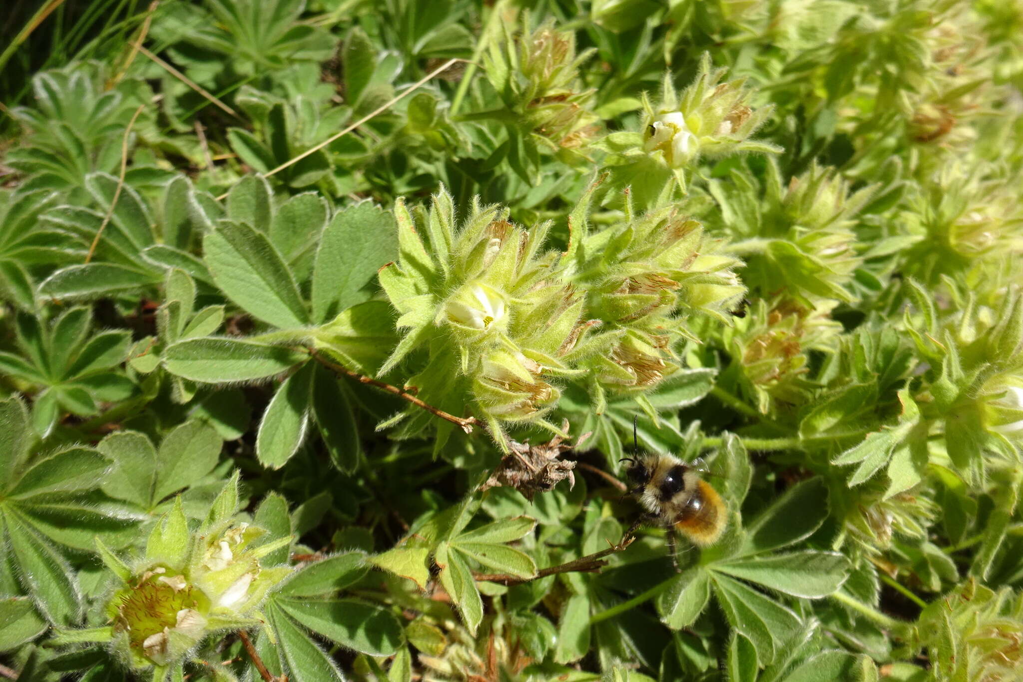 Imagem de Potentilla nivalis Lapeyr.