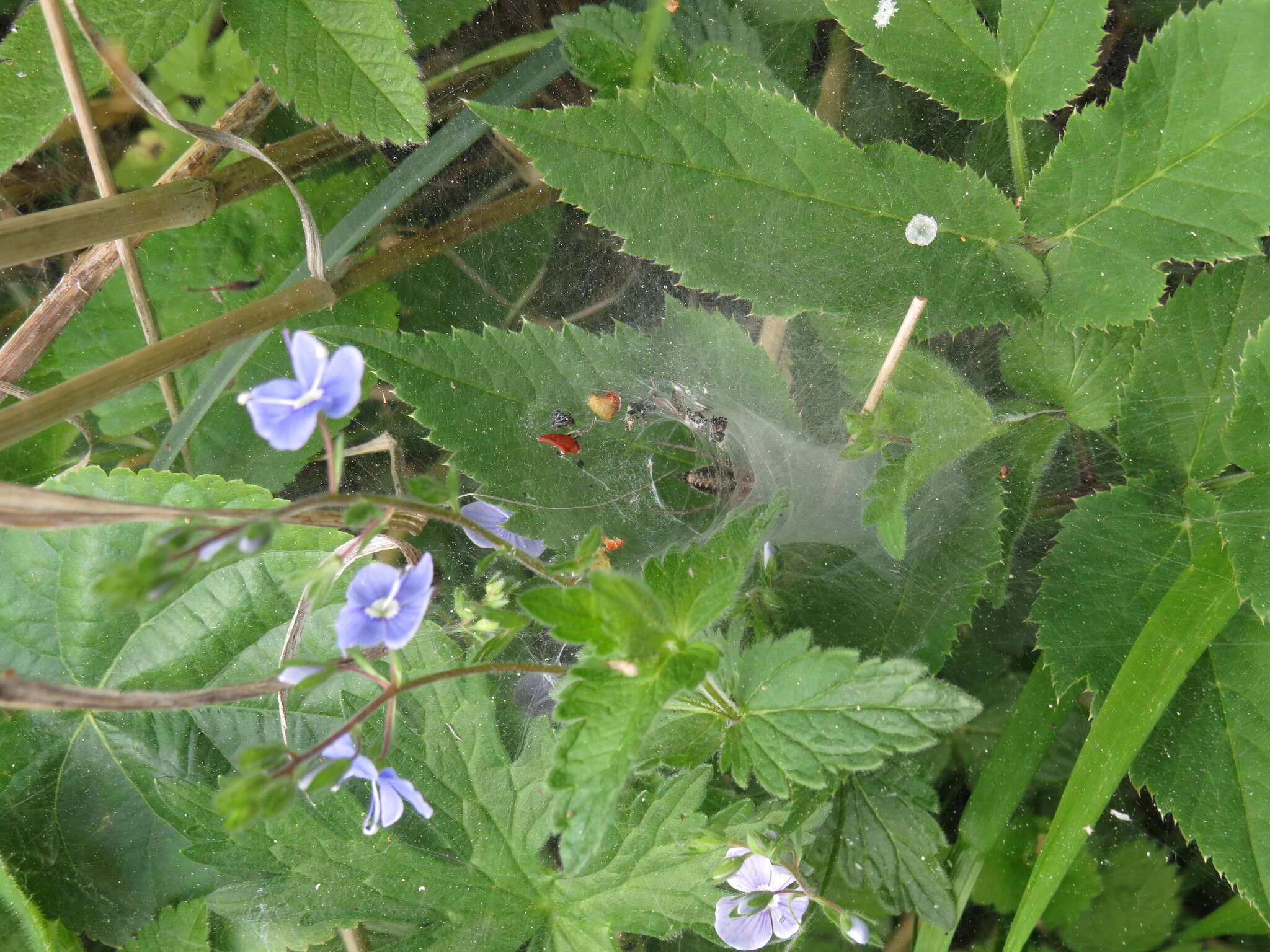 Image of Agelena labyrinthica (Clerck 1757)