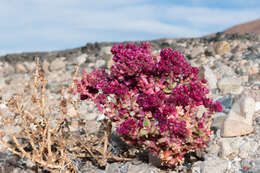 Cistanthe celosioides (Philippi) Carolin ex Hershkovitz resmi