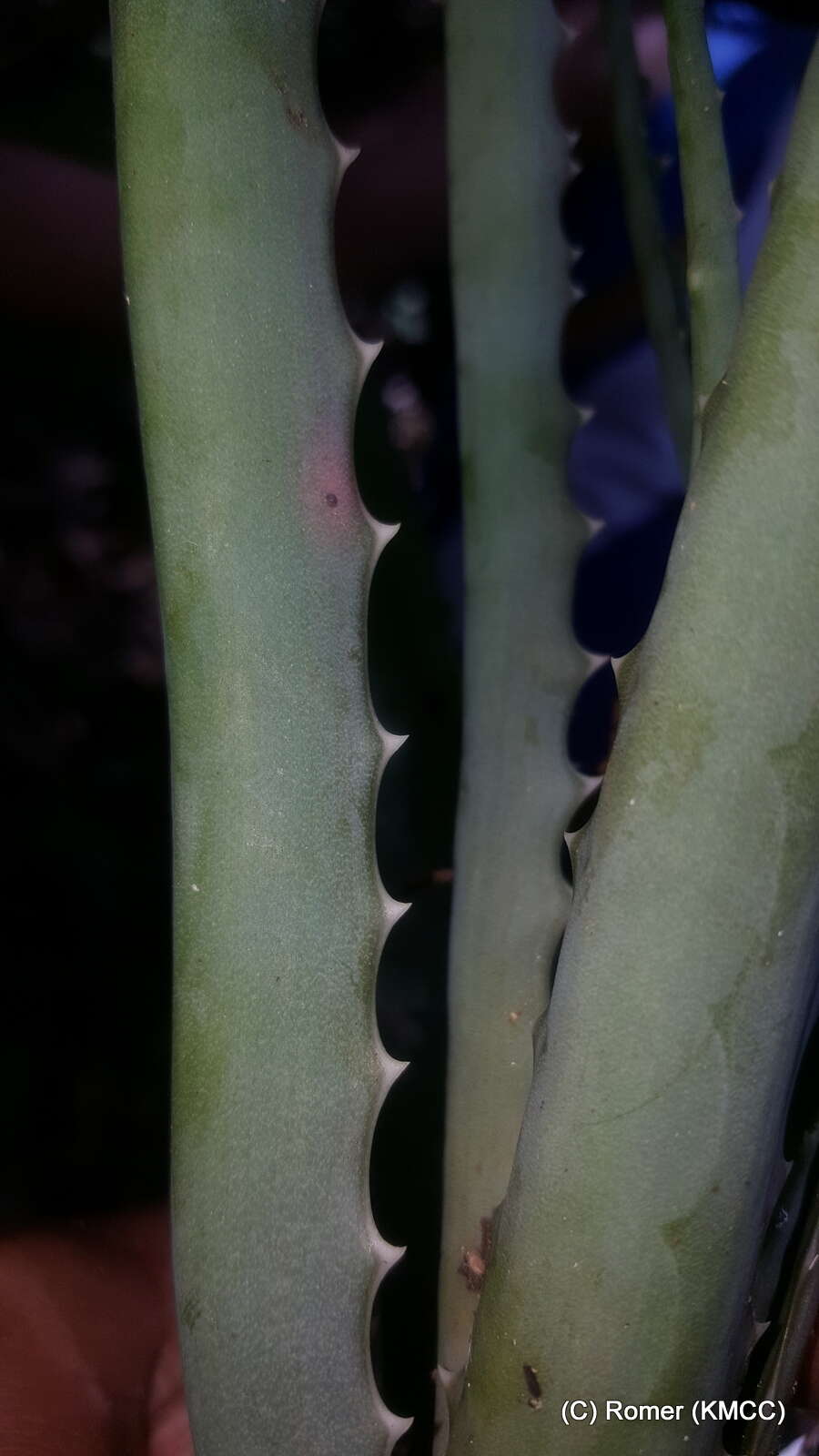 Image of Aloe aurelienii J.-B. Castillon