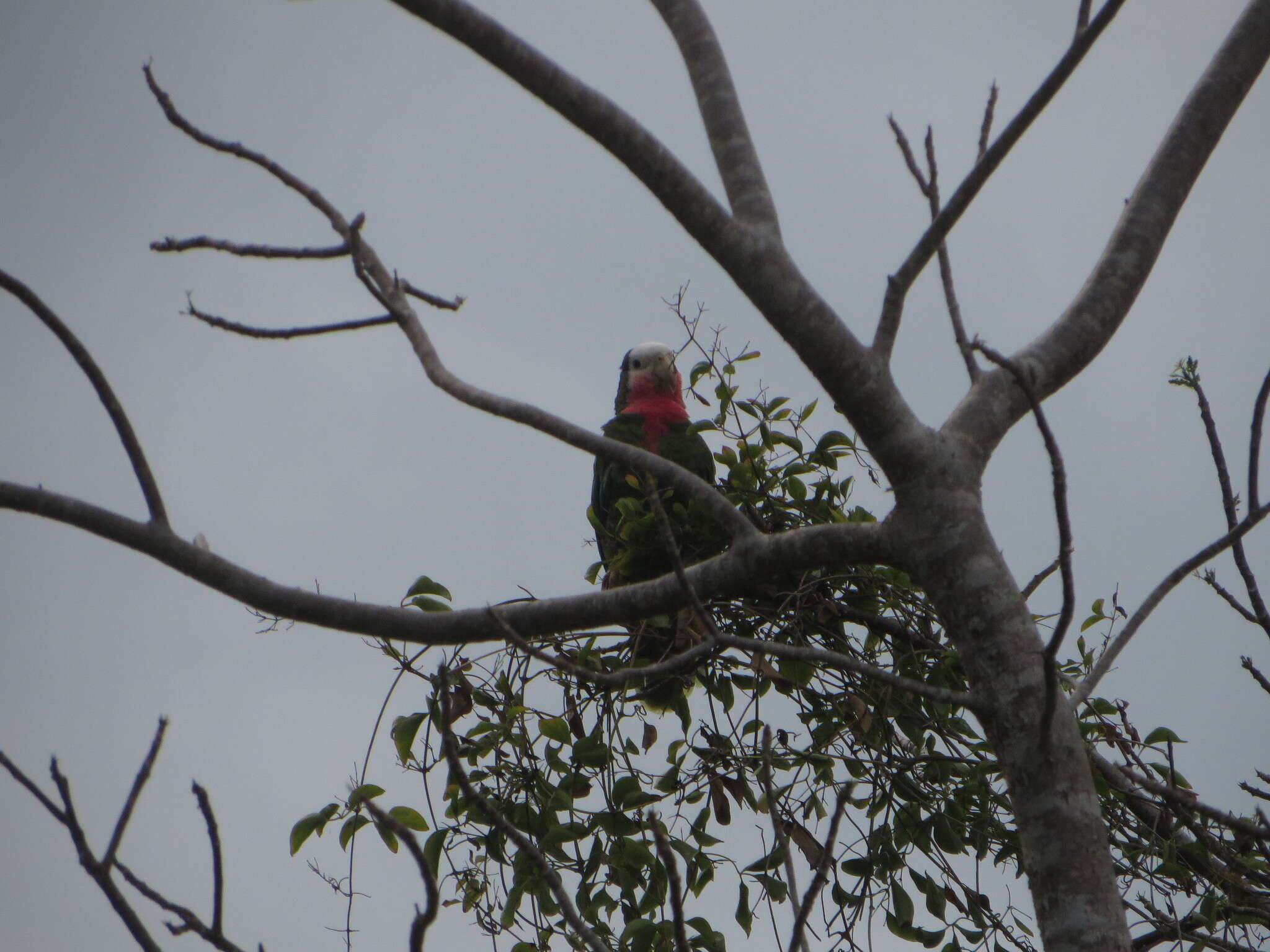 Image of Amazona leucocephala bahamensis (Bryant & H 1867)