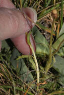 Image of Erigeron cardaminifolius (Kunth) Wedd.