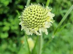 Image of Cephalaria alpina (L.) Schrad.