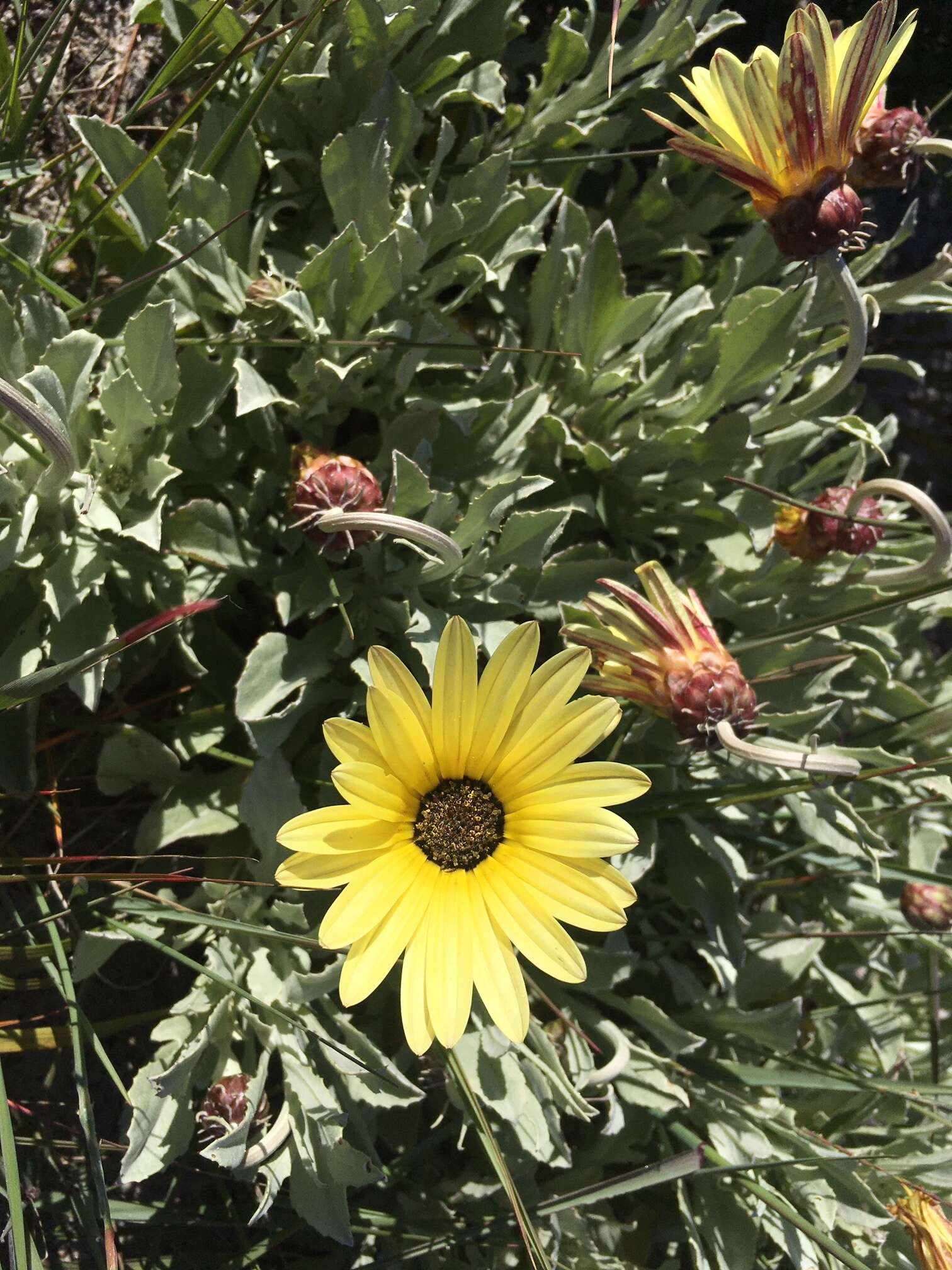 Image of African daisy