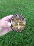 Image of Keeled Musk Turtle