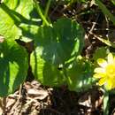 Image of Ficaria verna subsp. ficariiformis (Rouy & Foucaud) Maire