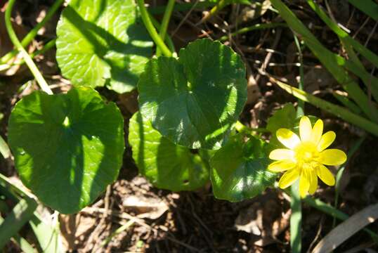 Image of Ficaria verna subsp. ficariiformis (Rouy & Foucaud) Maire