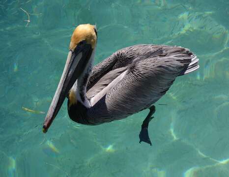 Image of Pelecanus occidentalis carolinensis Gmelin & JF 1789