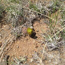 Image de Echinocereus viridiflorus subsp. viridiflorus