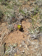 Image de Echinocereus viridiflorus subsp. viridiflorus