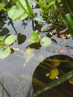 Image of disk waterhyssop