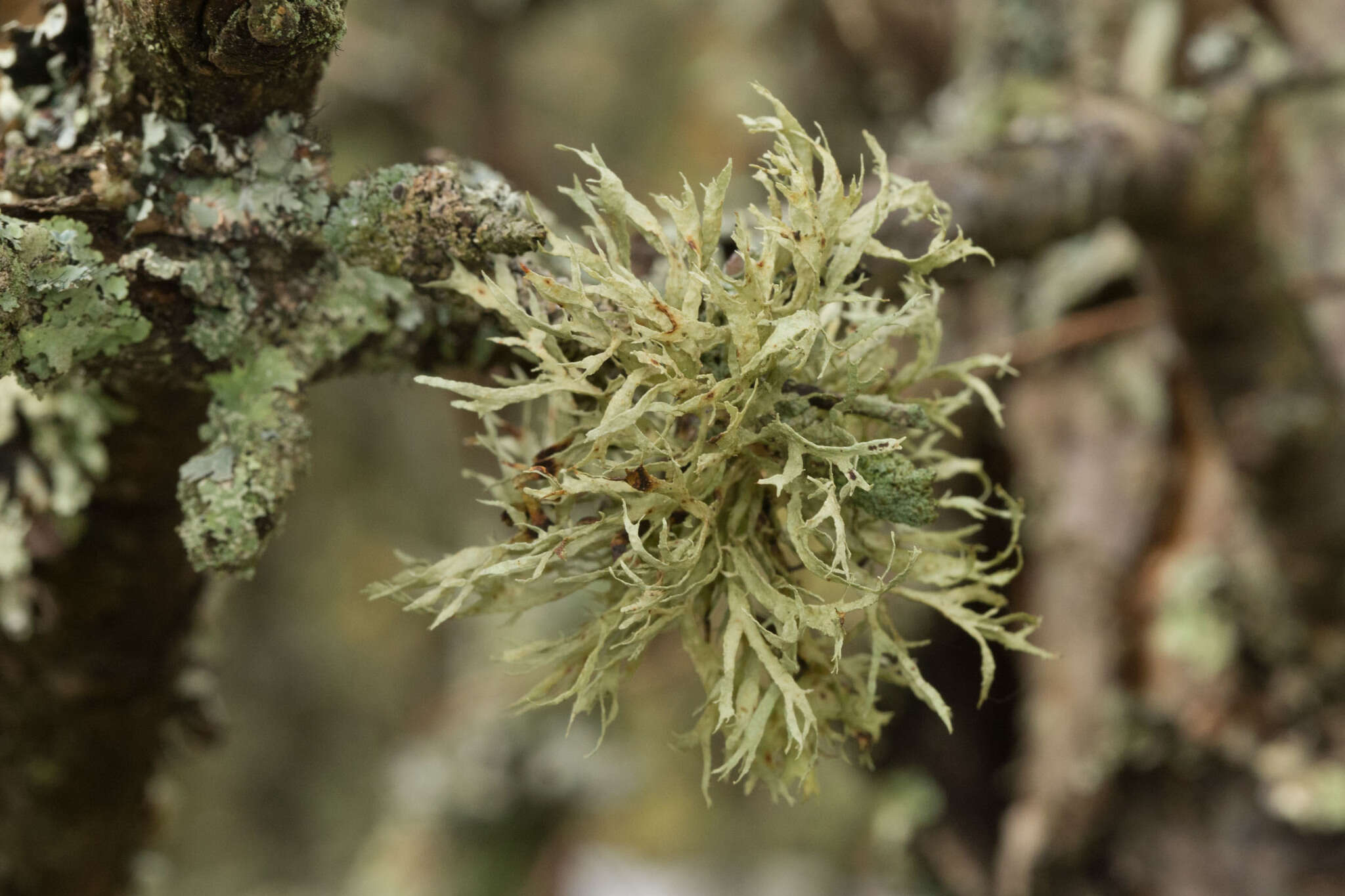 Image of American cartilage lichen