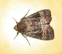 Image of copper underwing