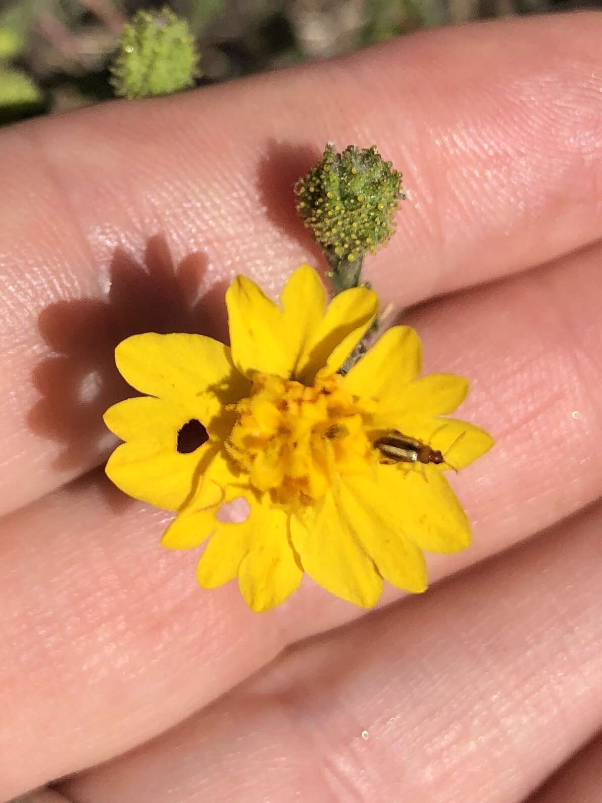 Слика од Holocarpha heermannii (Greene) Keck