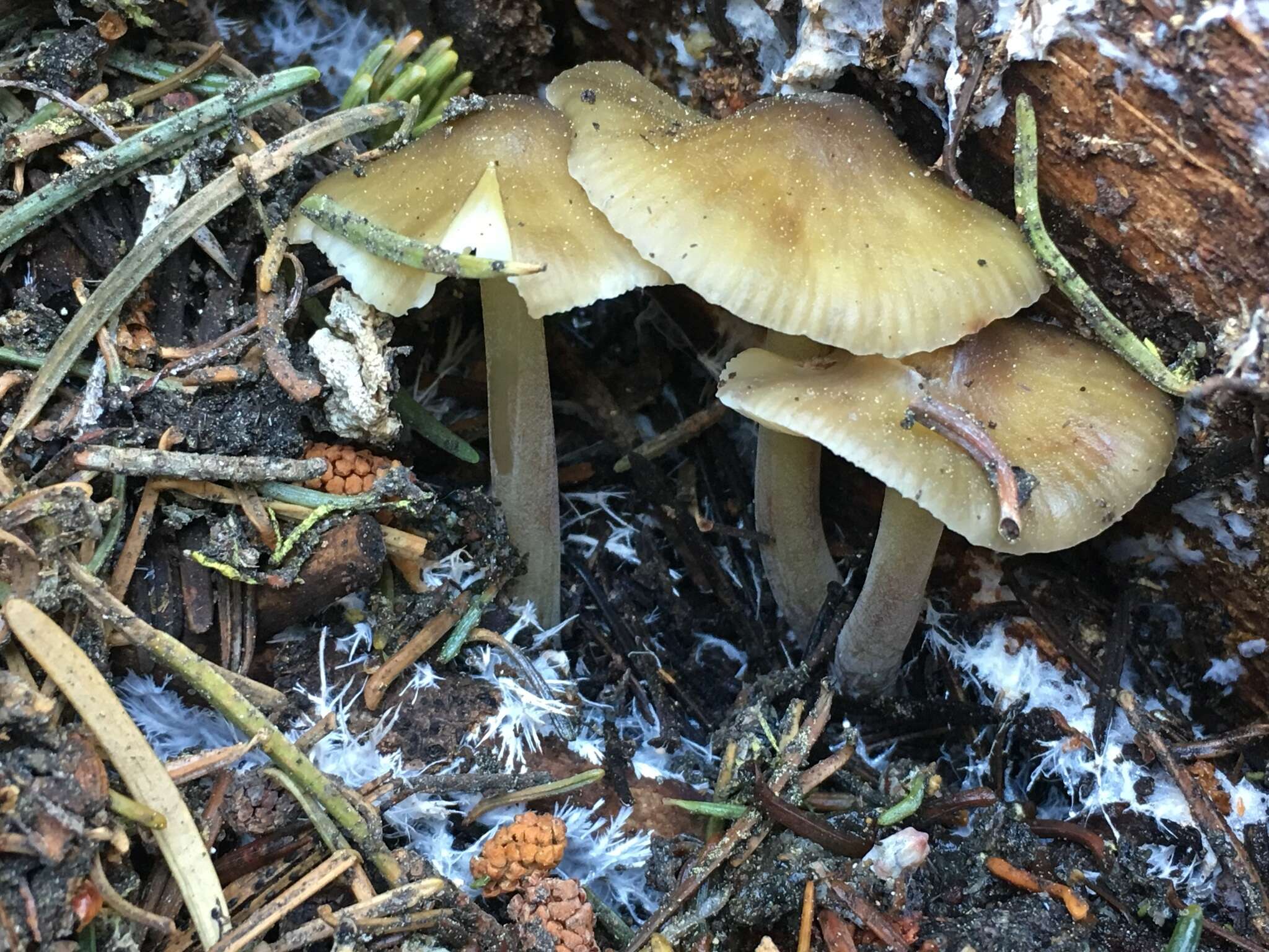 Sivun Mycena nivicola B. A. Perry & Desjardin 2016 kuva