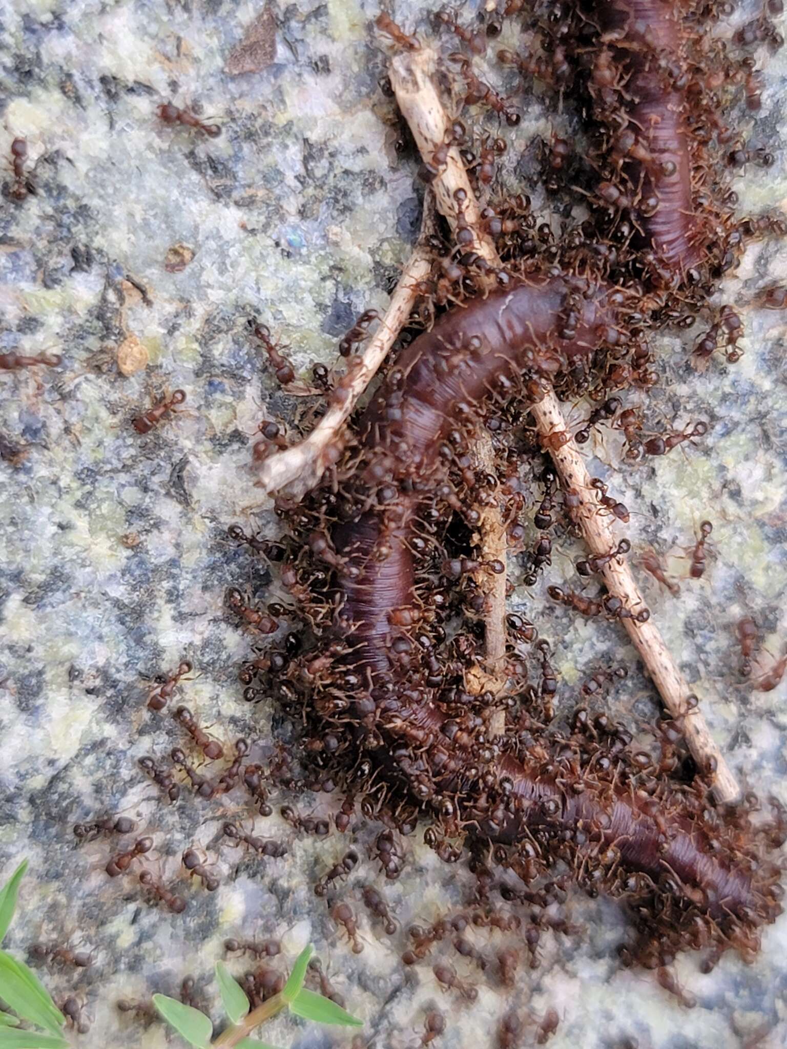 Image of Japanese Pavement Ant