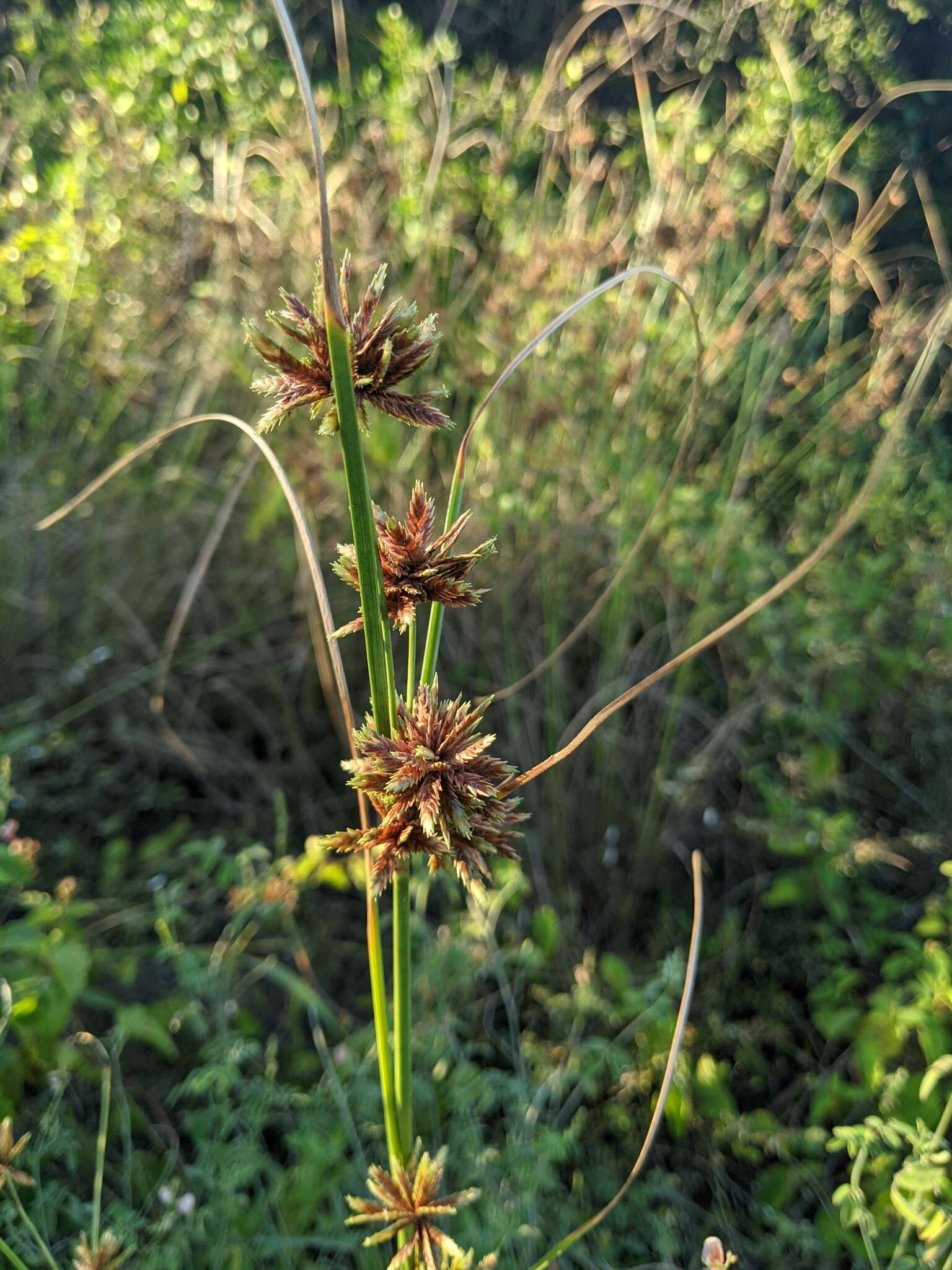 Imagem de Cyperus elegans L.