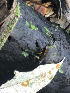 Image of Blue-bellied Poison Frog