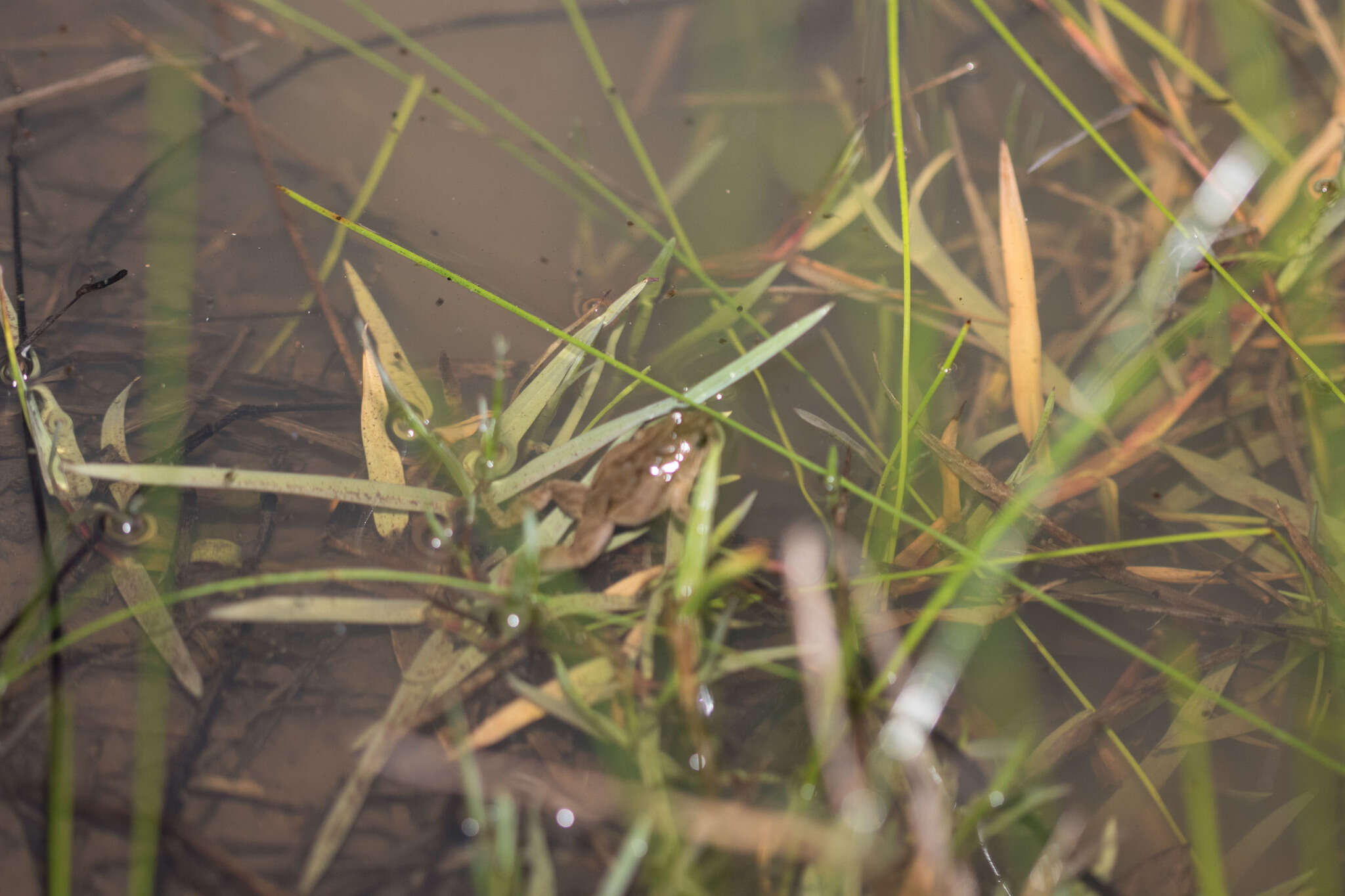 Image of Sign-bearing Froglet