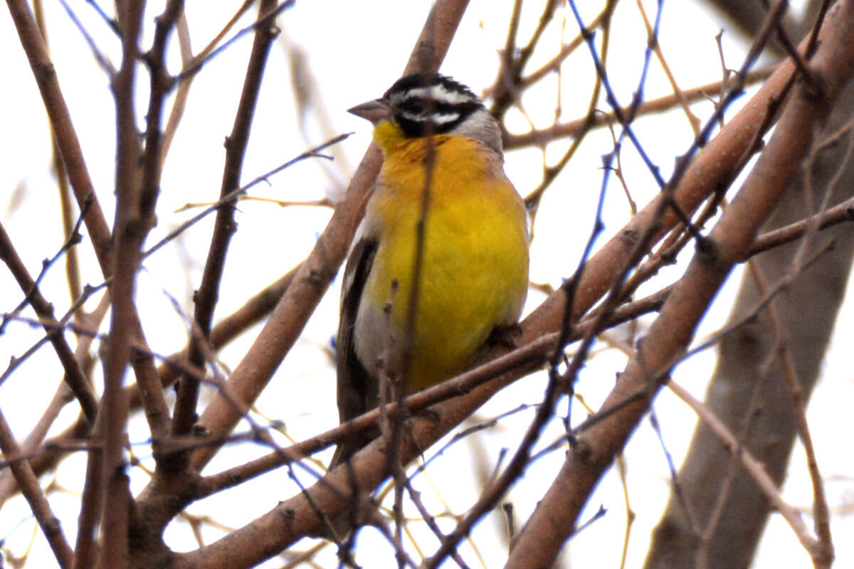 Imagem de Emberiza flaviventris Stephens 1815