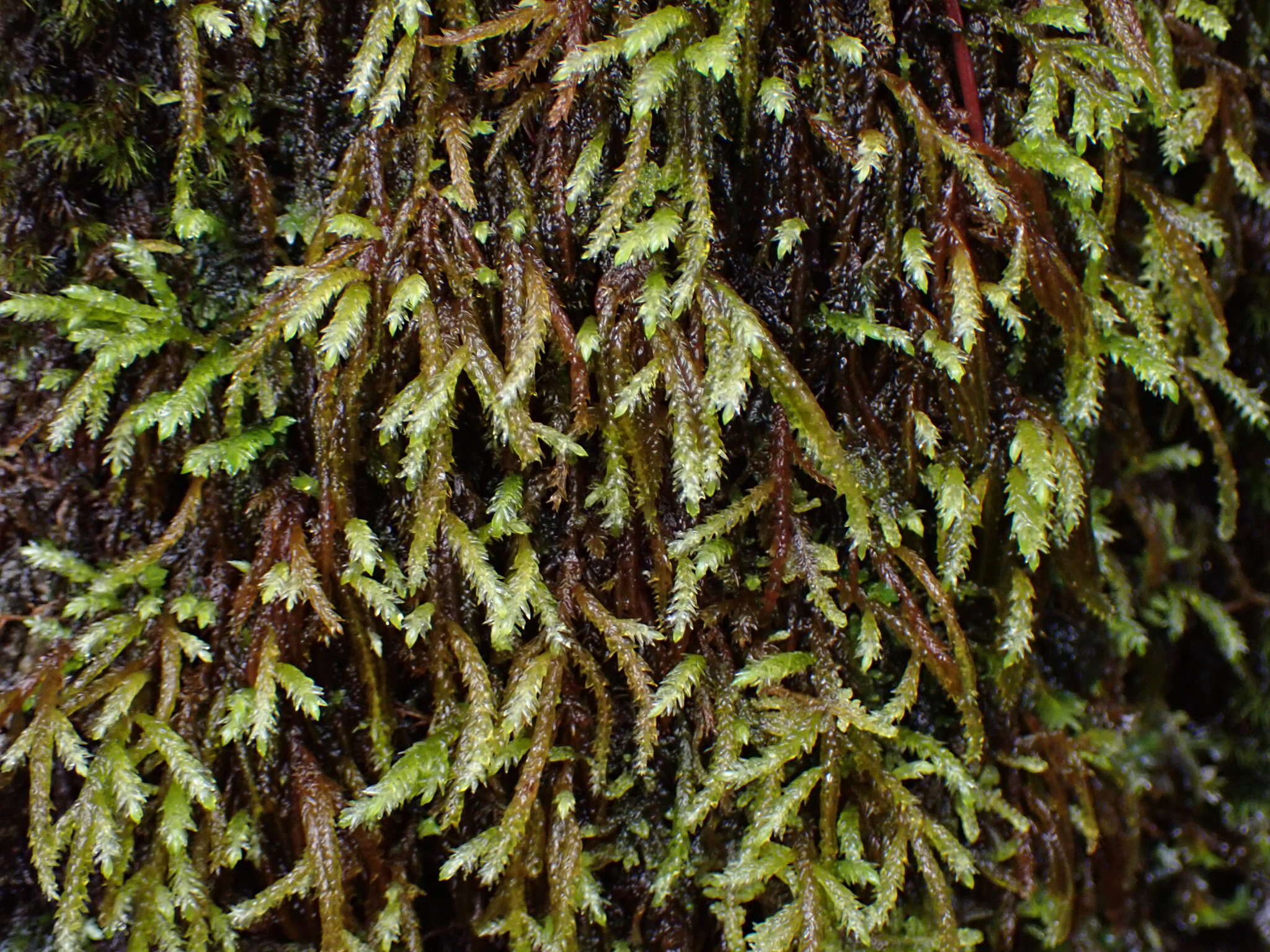 Image of obtuseleaf scleropodium moss