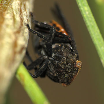 Image of <i>Poblicia fuliginosa</i>