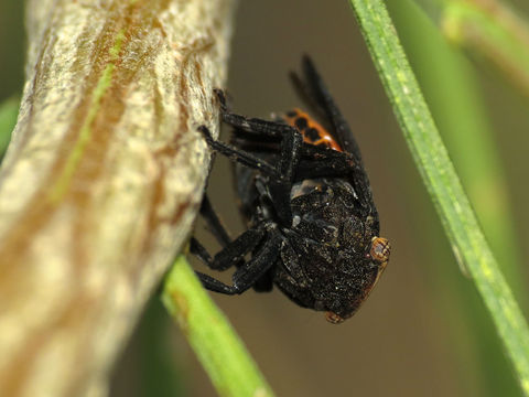 Image of <i>Poblicia fuliginosa</i>