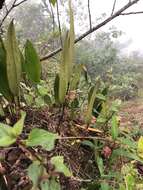 Image of Pleurothallis lindenii Lindl.