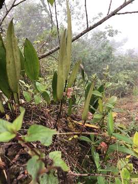 Imagem de Pleurothallis lindenii Lindl.