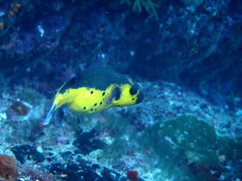 Image of Black Spotted Blow Fish