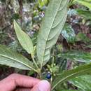Imagem de Lasianthus chlorocarpus K. Schum.