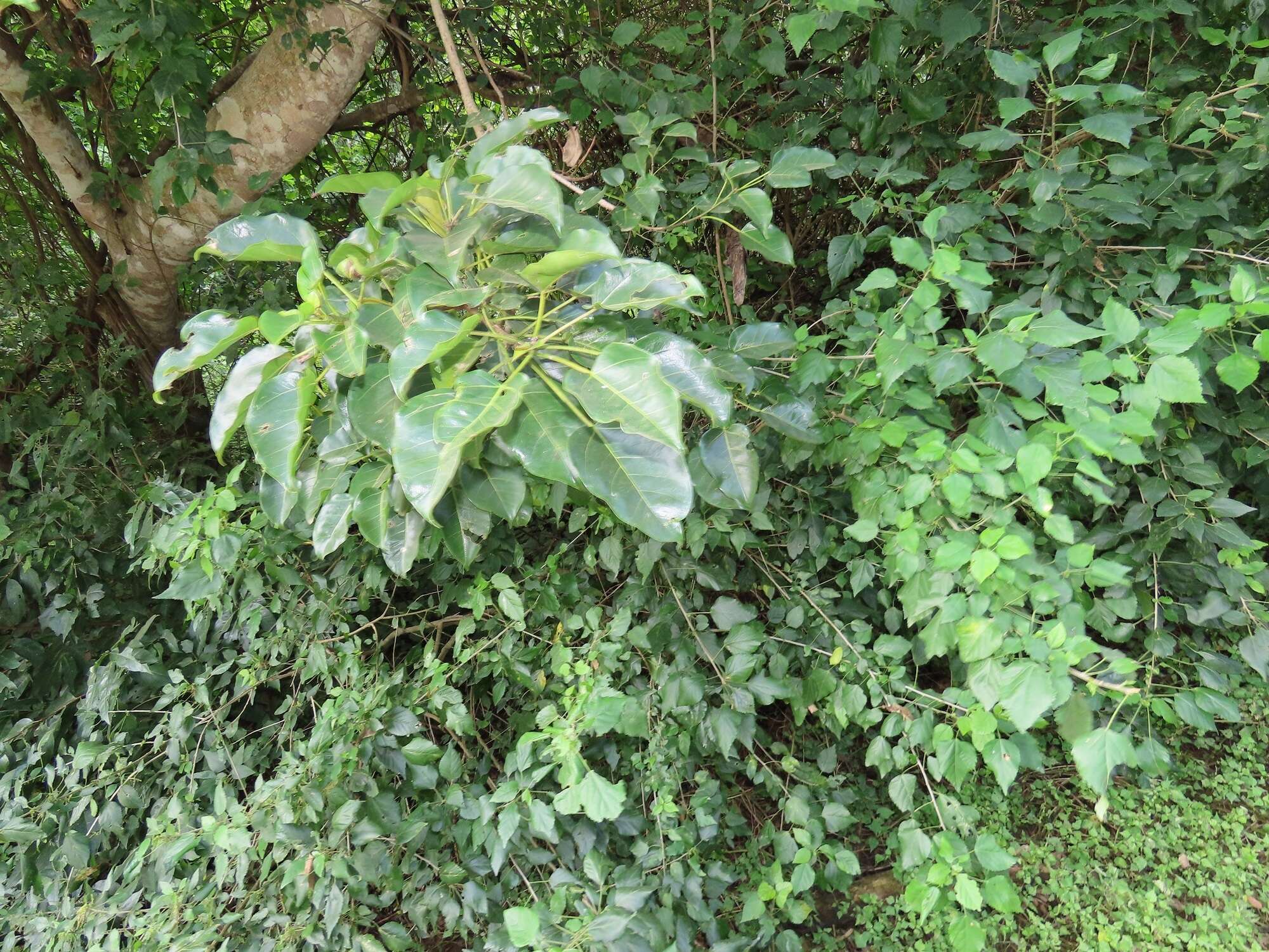 Ficus polita subsp. polita的圖片