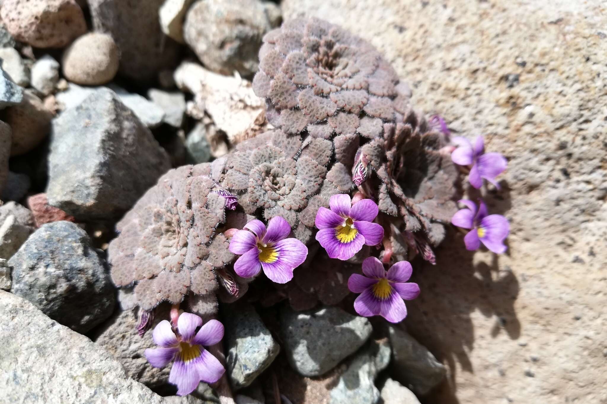 Image of Viola congesta Gillies ex Hook. & Arn.