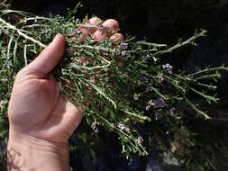 Image of Carmichaelia odorata Hook.