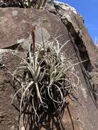 Image of Tillandsia uruguayensis