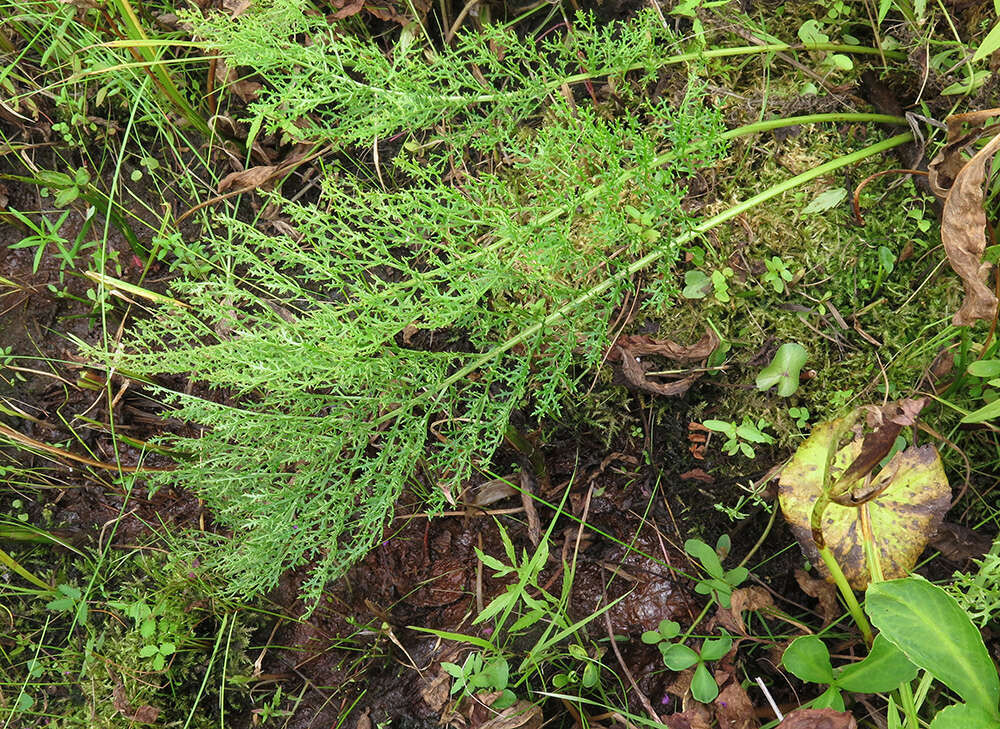 Слика од Pedicularis grandiflora Fisch.