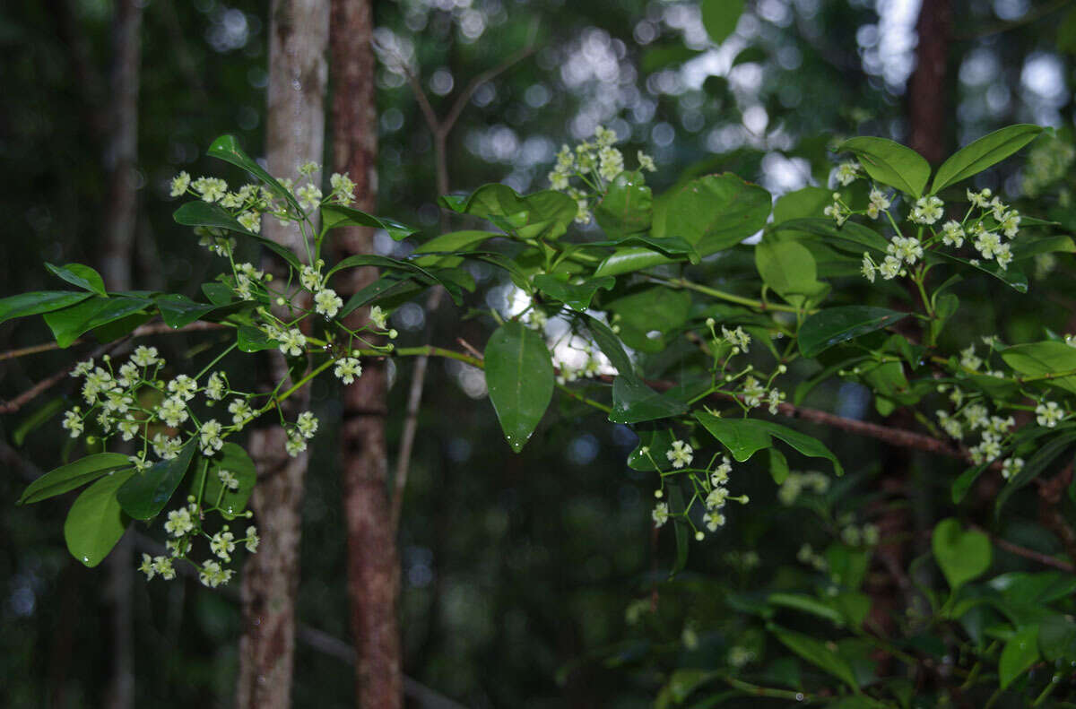 Image of Euonymus australiana F. Müll.