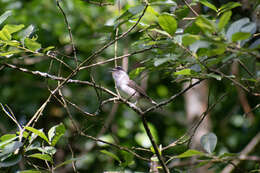 Image of Sylvia atricapilla atricapilla (Linnaeus 1758)