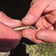 Image of Southern Grass Skink