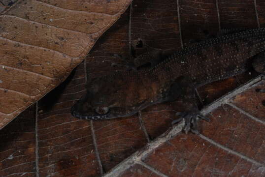 Image of Solomons Slender-toed Gecko