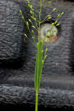 Panicum nudicaule Vasey resmi