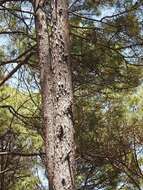 Image of Schwerdtfeger's Pine