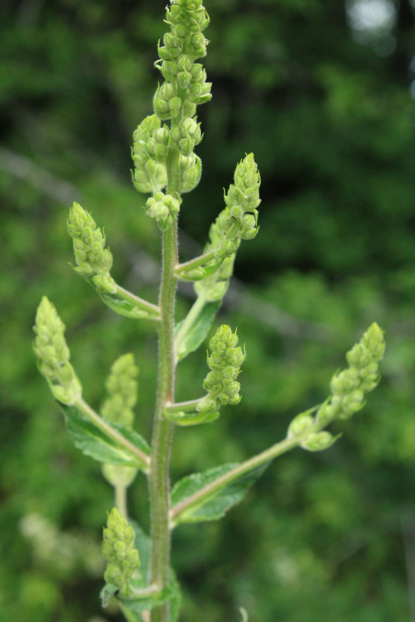 Image of nettle-leaf mullein