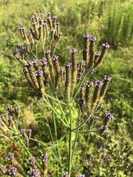 Image of Brazilian Vervain