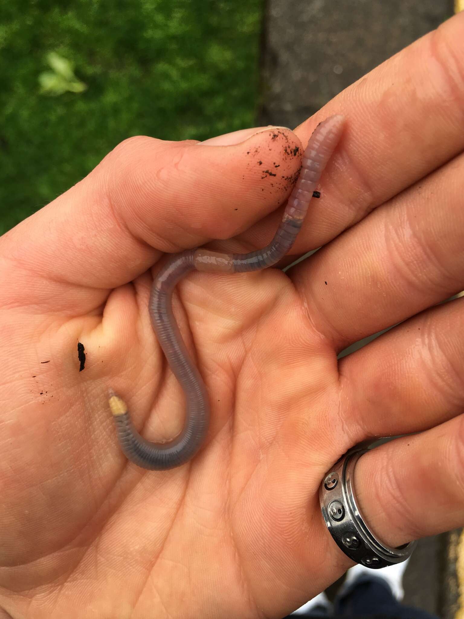 Image of Woodland blue worm