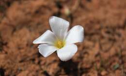 Image of Oxalis furcillata var. furcillata