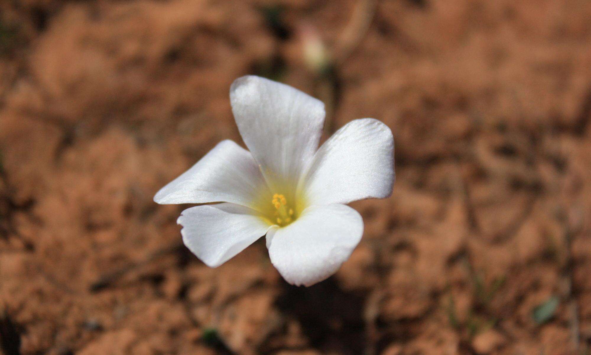 Sivun Oxalis furcillata var. furcillata kuva