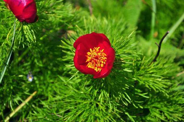 Image of Fern Leaf Peony