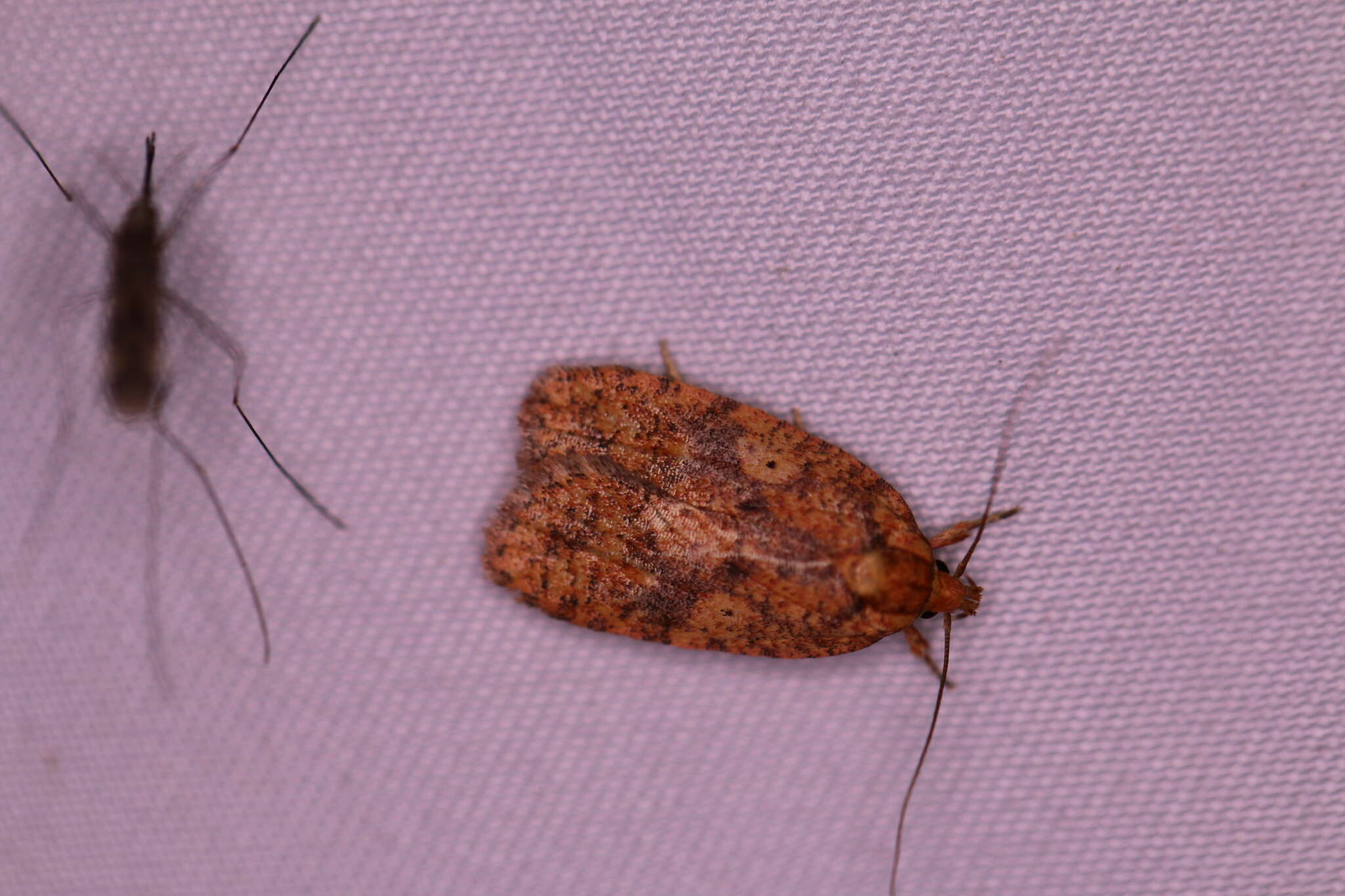 Image of Four-dotted Agonopterix