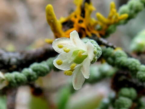 Image of Asparagus capensis var. litoralis Suess. & Karling